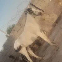 اسب حمدانی