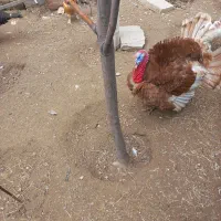 یک عدد بوقلمون نر چاق  و یک عدد ماده