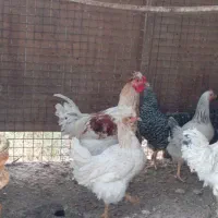 فروش خروس جوان جهت سربری و نگهداری