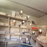 کفتر طوقی نروماده