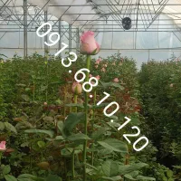 فروش سیم کارت همراه اول