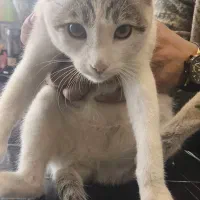 واگذاری گربه ماده