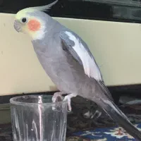 عروس هلندی گمشده