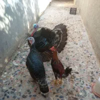 یک جفت بوقلمون اصل|حیوانات مزرعه|بندر گناوه, |دیوار