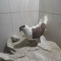 شجردارکرمانی