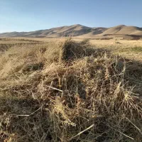 فروش یونجه گیاه‌دار  یک تن تا یک و نیم تن