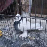 کبوترطوقی ماده