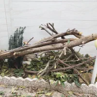 حدود 300 کلیو چوب درخت امبه|خدمات باغبانی و درختکاری|فومن, |دیوار