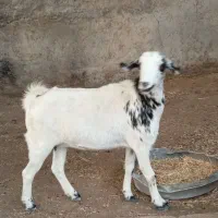 بز صلاله دورگ ابستن|حیوانات مزرعه|سعدآباد, |دیوار