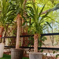 زامفولیا.فیکوس.شفلرا.افوربیا فقط  ۲۹۵