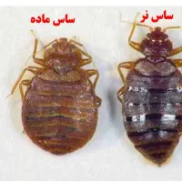 سم سموم ساس سوسک طعمه موش مارمولک تضمینی|عمده‌فروشی|قم, آذر (نکویی)|دیوار