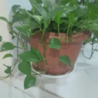 اجاره آپارتمان ۱۰۰ متری ۱ خوابه طبقه ۳