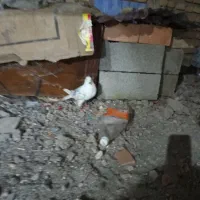 کبوتر|پرنده|سیمین شهر, |دیوار