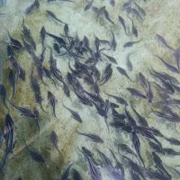 بچه ماهی خاویاری