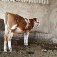 آگهی فروش گوساله نر