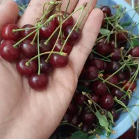 آلبالو