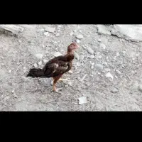 گم شده جوجه خروس