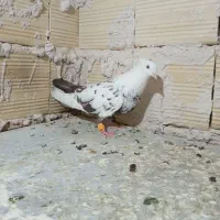 کبوتر
