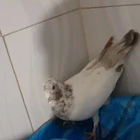 فروش ۴ عدد کبوتر|پرنده|خرمدره, |دیوار