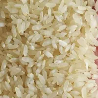 ۵۰۰کیلوبرنج کامفیروزی درجه یک|خوردنی و آشامیدنی|کامفیروز, |دیوار