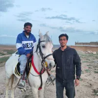 اسب کرد پر خون