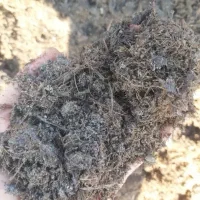 کود کمپوست|خدمات باغبانی و درختکاری|بندرعباس, |دیوار