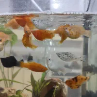 ماهی|ماهی|سیرجان, |دیوار