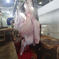 خرید فروش شتر|حیوانات مزرعه|سبزوار, فرهنگیان|دیوار