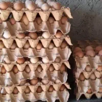 تخم مرغ نطفه دار|حیوانات مزرعه|گرگان, |دیوار