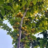 باغ  لوکیشن خاص زردنجان|فروش زمین و ملک کلنگی|اصفهان, سرشبادران|دیوار