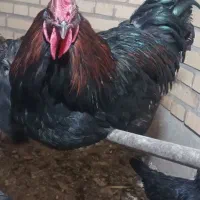 خروس|حیوانات مزرعه|معصومیه, |دیوار