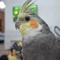 عروس هلندی سخنگو ۵ کلمه به بالا سایز کینگ درشت