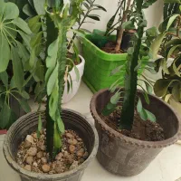 گل طبیعی|گل و گیاه طبیعی|ایلام, |دیوار