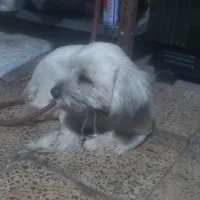 واگزاری سگ شیتزو|سگ|ایلام, |دیوار