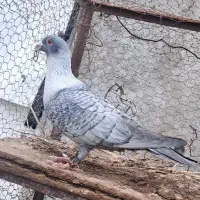 کبوتر|پرنده|داراب, |دیوار