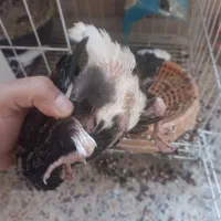 ماده دم سفید با جوجه|پرنده|بندر ماهشهر, |دیوار