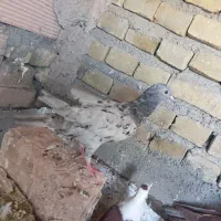 سه تا هفت رنگ درشت و سالم دوستان یکی نردوتاماده|پرنده|سبزوار, کوی بهار|دیوار