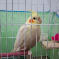 عروس هلندی ماده