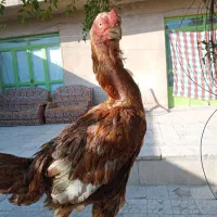 مرغ لاری خوب واکسن