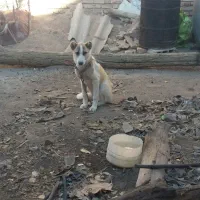 توله سرابی نر