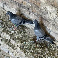 کبوتر|پرنده|کارون, |دیوار