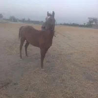 اسب