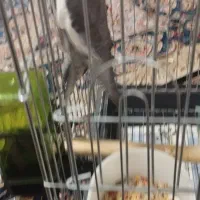 یک جفت عروس نر ماده|پرنده|پاکدشت, پاکدشت (مامازند)|دیوار