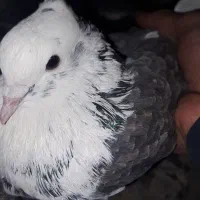 کفتر.|پرنده|سیرجان, |دیوار