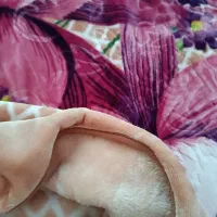 پتوی دو نفره/گل برجسته نرمینه/ نو با ساک|رختخواب، بالش، پتو|لنگرود, |دیوار