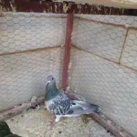 کفتر پرشی و زینتی|پرنده|اردکان, |دیوار