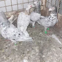 کبوتر