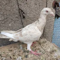 کفتر هفترنگ کرمی جفتگاه زرد دم سفید