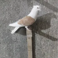 پشت زرد پرشی