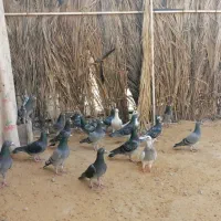 دسته پلاکی|پرنده|برازجان, |دیوار